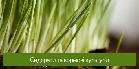 Сидерати та кормові культури