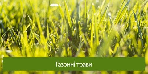 Газонні трави