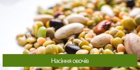 Насіння овочів